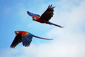 guacamayas